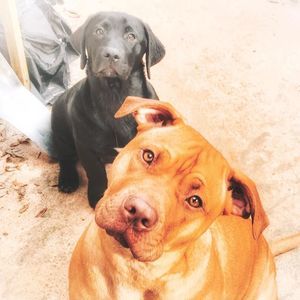 Meet your Posher, Janet